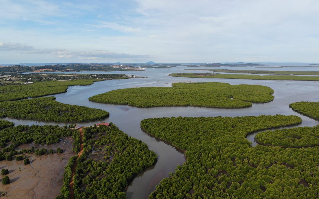 Fungsi dan Manfaat Hutan Mangrove bagi Kehidupan